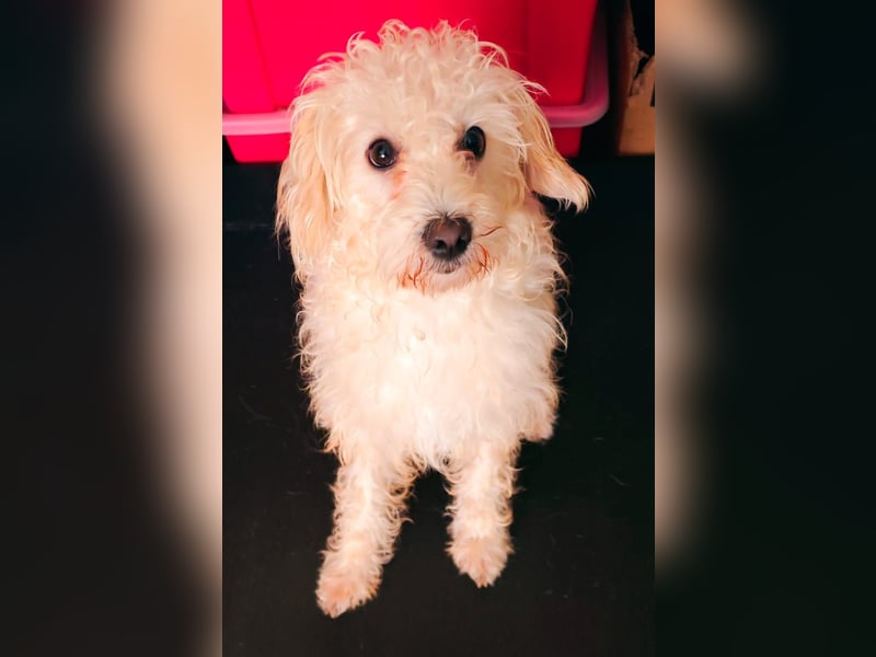 Freddy 1.5 Jahre – lieber Bologneser-Rüde sucht sein Für-immer-Zuhause