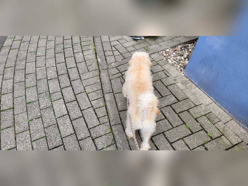 Freddy 1.5 Jahre – lieber Bologneser-Rüde sucht sein Für-immer-Zuhause