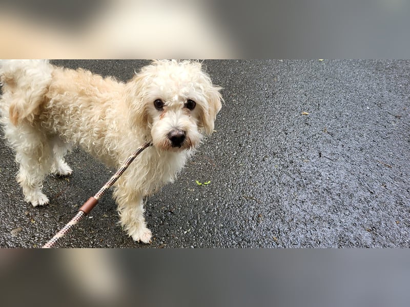 Freddy 1.5 Jahre – lieber Bologneser-Rüde sucht sein Für-immer-Zuhause