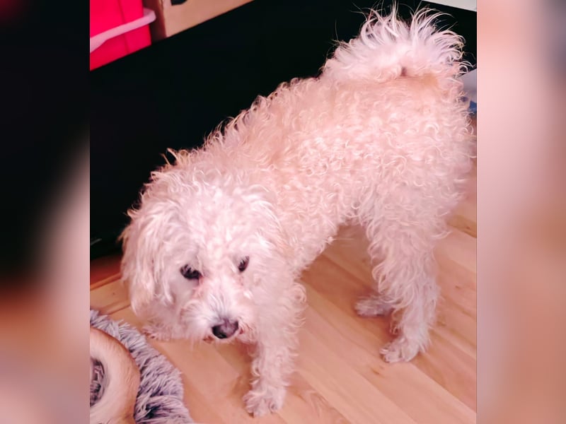 Freddy 1.5 Jahre – lieber Bologneser-Rüde sucht sein Für-immer-Zuhause