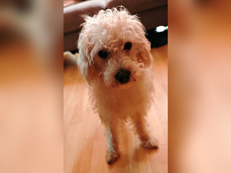 Freddy 1.5 Jahre – lieber Bologneser-Rüde sucht sein Für-immer-Zuhause