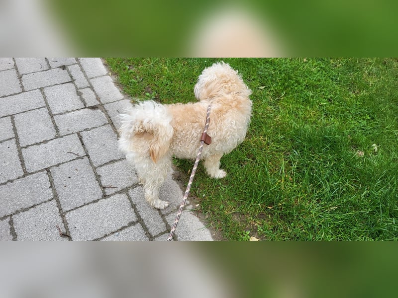 Freddy 1.5 Jahre – lieber Bologneser-Rüde sucht sein Für-immer-Zuhause