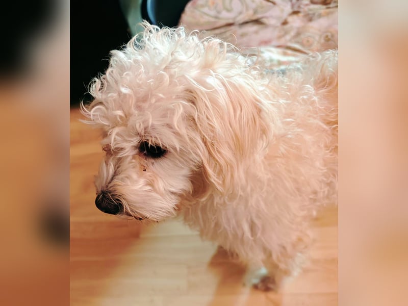 Freddy 1.5 Jahre – lieber Bologneser-Rüde sucht sein Für-immer-Zuhause