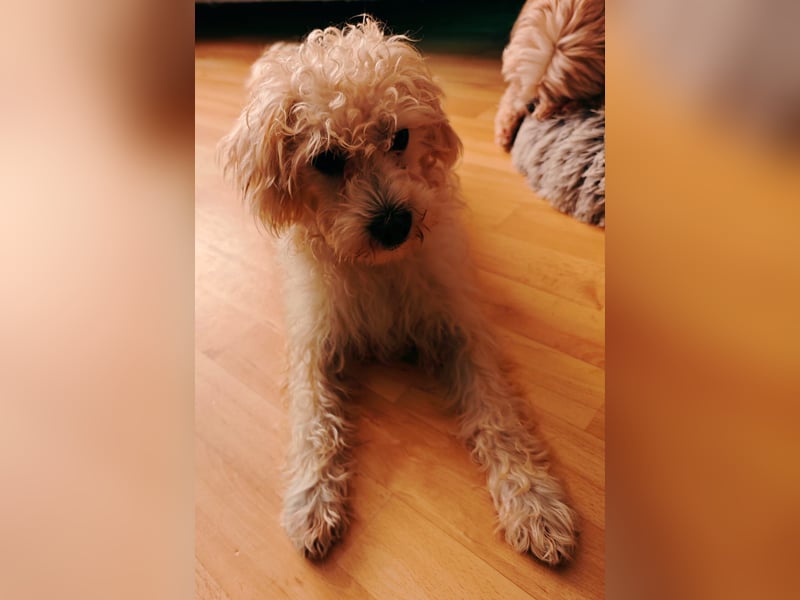 Freddy 1.5 Jahre – lieber Bologneser-Rüde sucht sein Für-immer-Zuhause