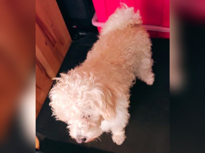 Freddy 1.5 Jahre – lieber Bologneser-Rüde sucht sein Für-immer-Zuhause