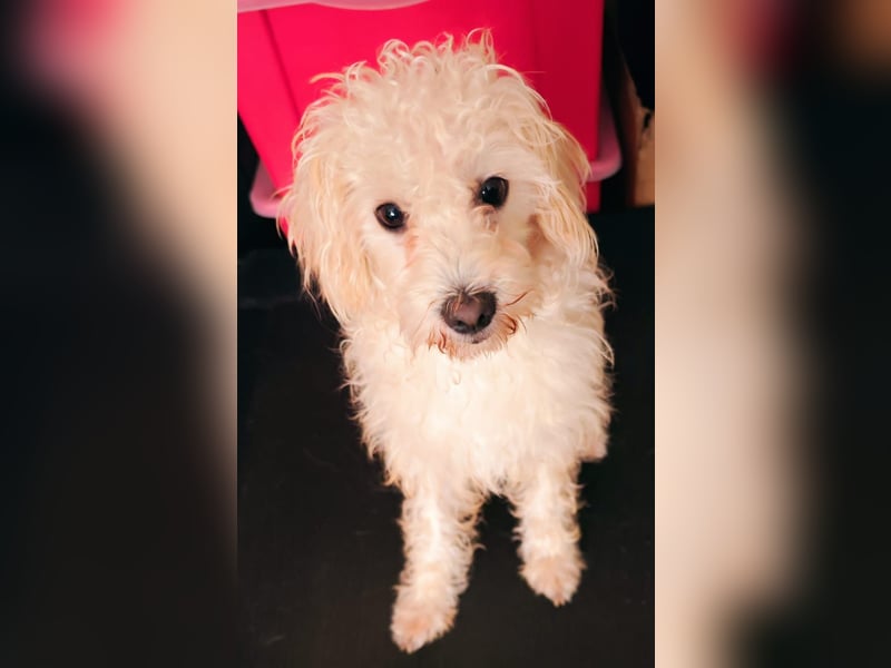 Freddy 1.5 Jahre – lieber Bologneser-Rüde sucht sein Für-immer-Zuhause