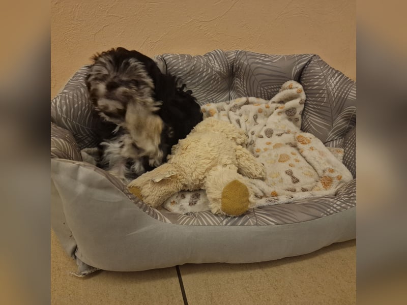Bolognese-Havanese Mix Welpen