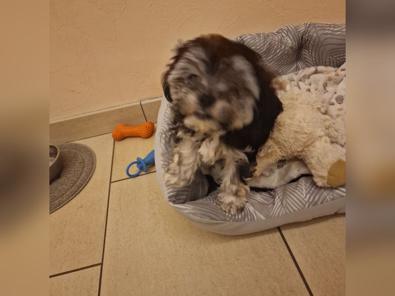 Bolognese-Havanese Mix Welpen