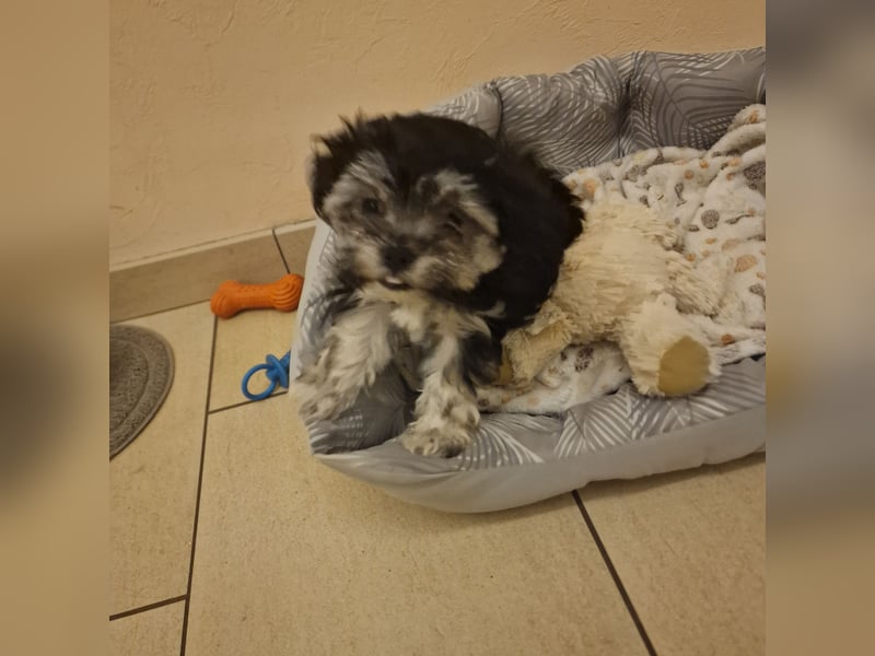 Bolognese-Havanese Mix Welpen