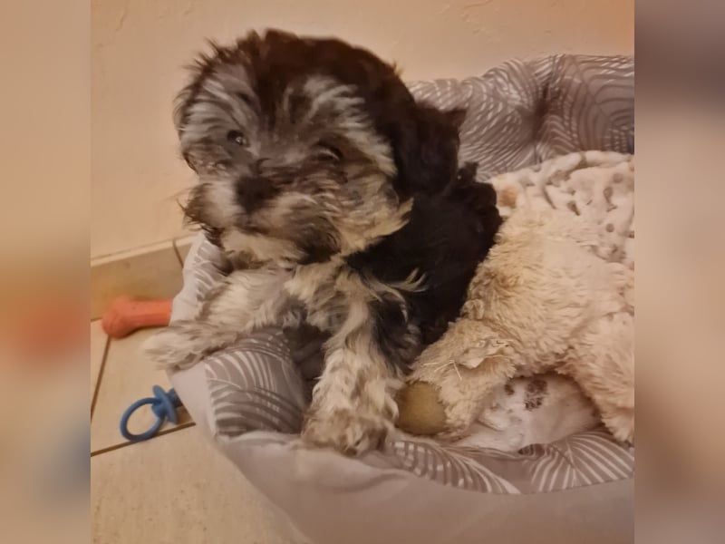 Bolognese-Havanese Mix Welpen