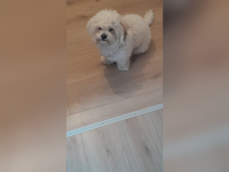 Bichon frise bologneser mischling