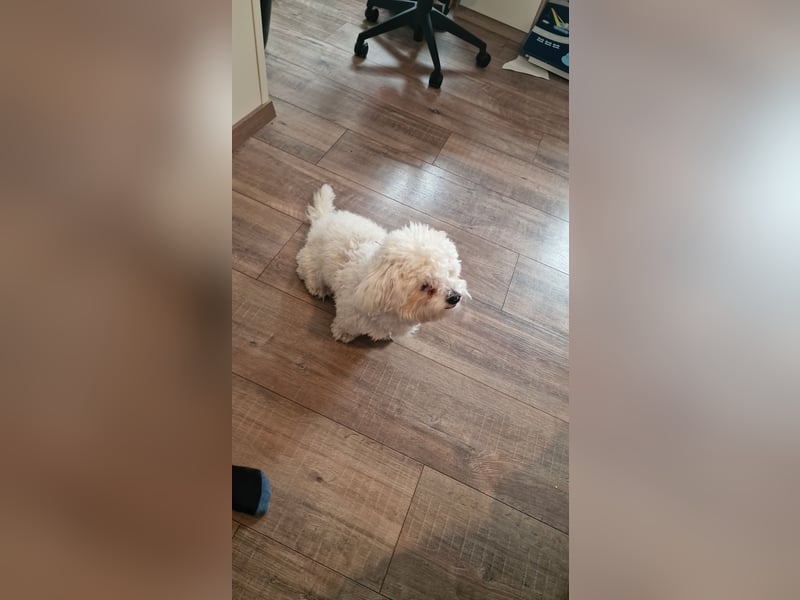 Bichon frise bologneser mischling