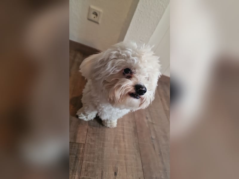 Bichon frise bologneser mischling