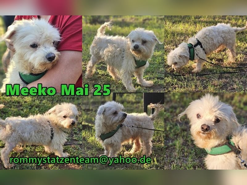 Meeko sollte auf sehr grausame Art sterben