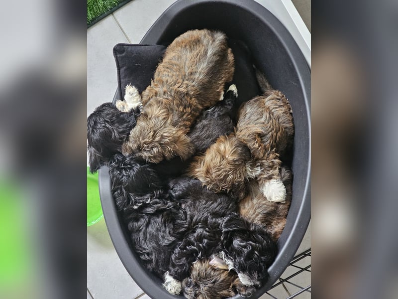 3 Bolonka Zwetna - Havaneser Welpen nur noch!!!