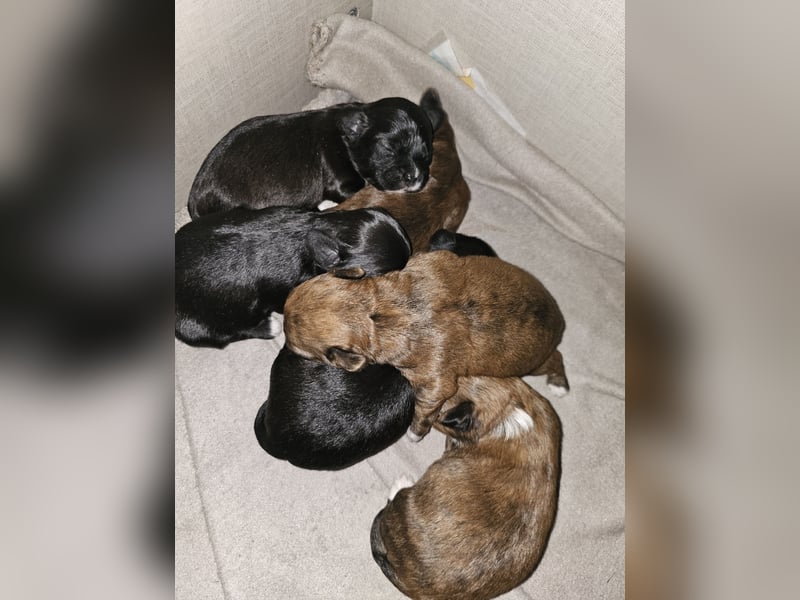 3 Bolonka Zwetna - Havaneser Welpen nur noch!!!