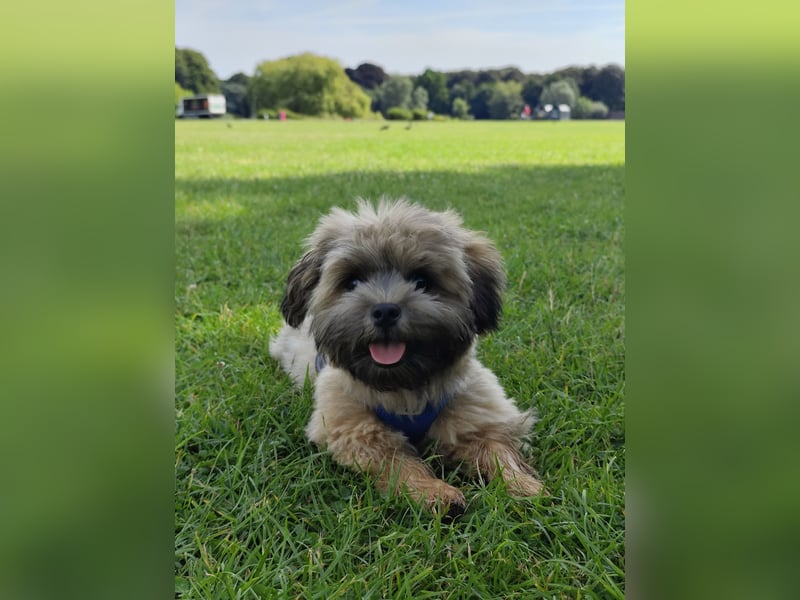 Deckrüde Bolonka Zwetna mit ZtP, Ahnantafel und papieren