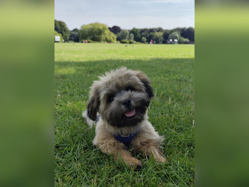 Deckrüde Bolonka Zwetna mit ZtP, Ahnantafel und papieren