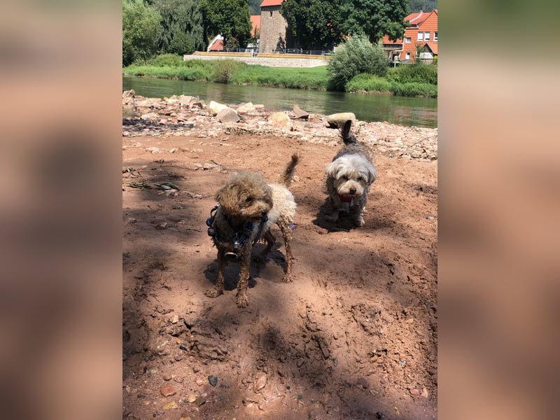 Kleine Bolonka Zwetna Hündin Schoko  kinderlieb