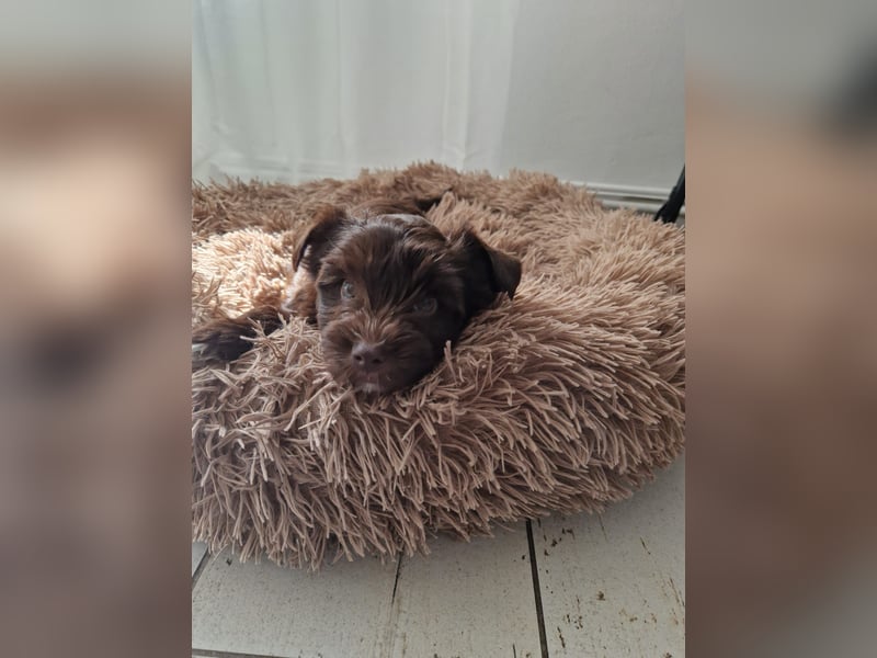 Süsses Yorki Bolonka Zwetna Mädchen Welpe abzugeben