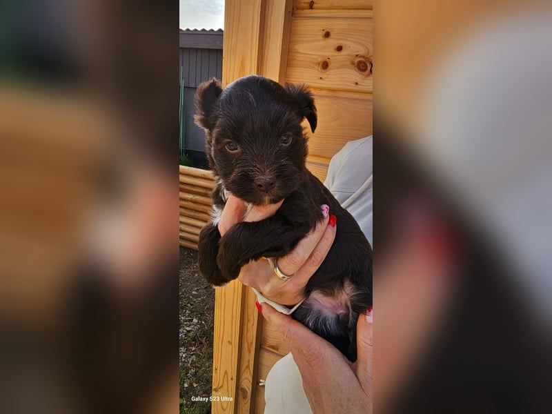 Süsses Yorki Bolonka Zwetna Mädchen Welpe abzugeben