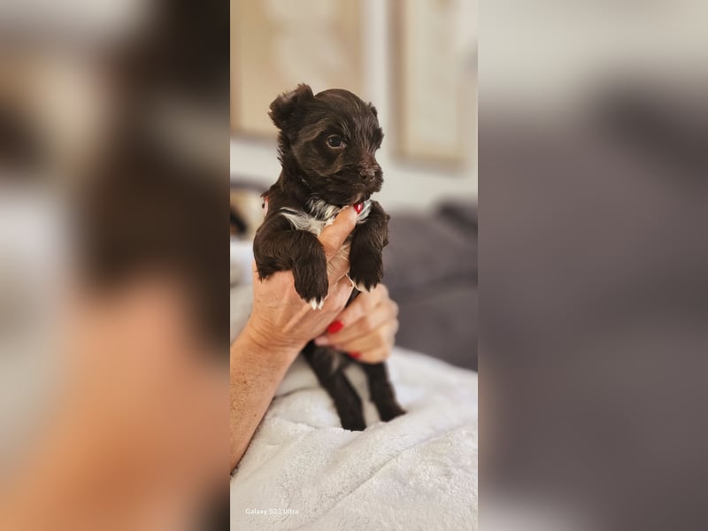 Süsses Yorki Bolonka Zwetna Mädchen Welpe abzugeben