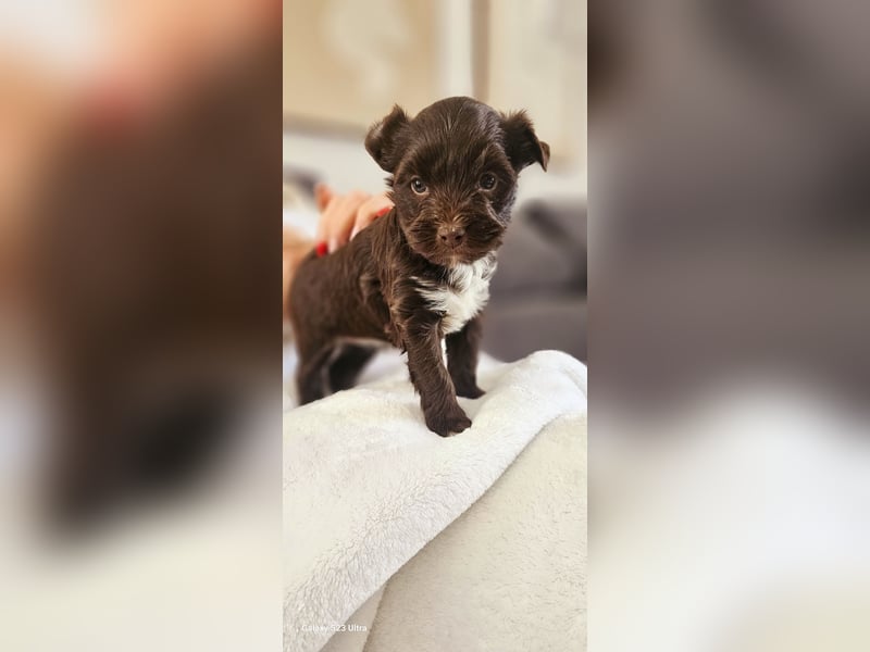 Süsses Yorki Bolonka Zwetna Mädchen Welpe abzugeben