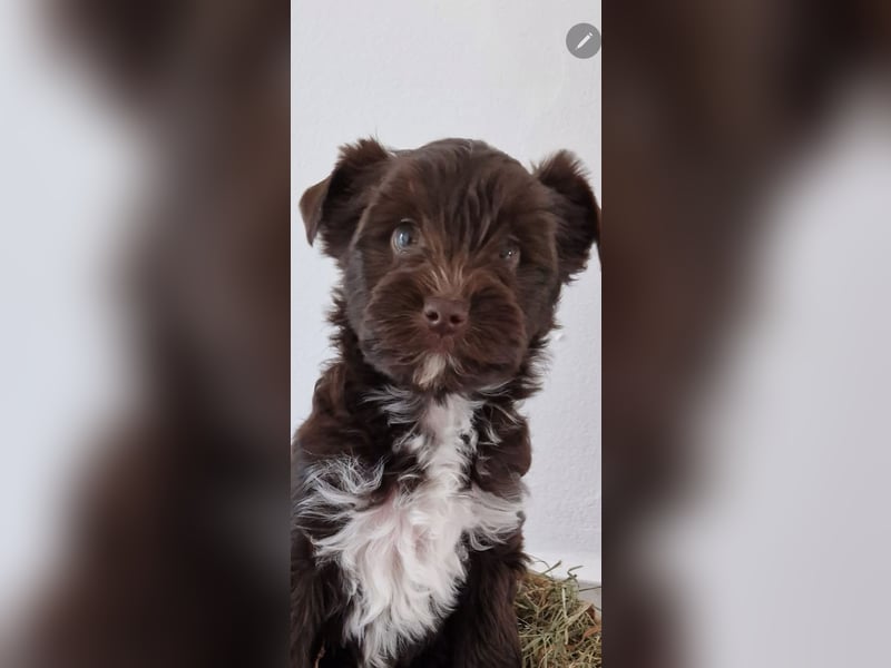 Süsses Yorki Bolonka Zwetna Mädchen Welpe abzugeben