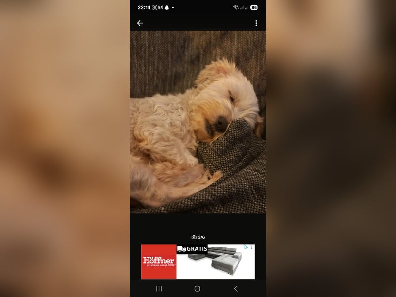  Liebevolle Hündin sucht neues Zuhause – Shih Tzu–Bolonka Mix (5 Jahre) 