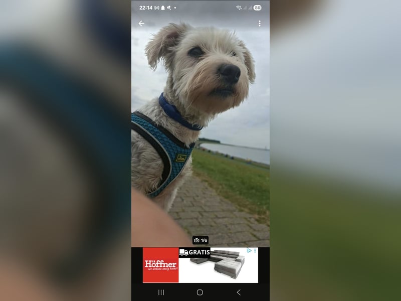  Liebevolle Hündin sucht neues Zuhause – Shih Tzu–Bolonka Mix (5 Jahre) 