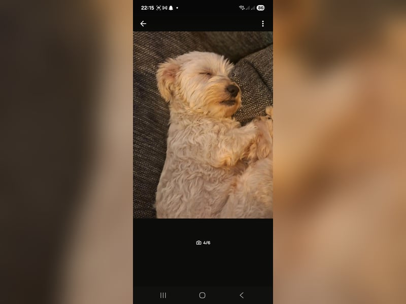  Liebevolle Hündin sucht neues Zuhause – Shih Tzu–Bolonka Mix (5 Jahre) 