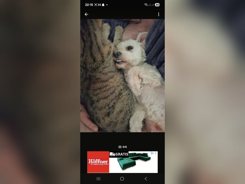  Liebevolle Hündin sucht neues Zuhause – Shih Tzu–Bolonka Mix (5 Jahre) 