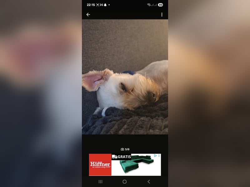  Liebevolle Hündin sucht neues Zuhause – Shih Tzu–Bolonka Mix (5 Jahre) 