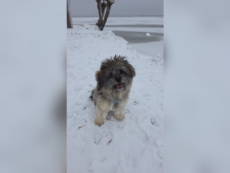 Bolonka - Zwergspitz Rüde, 12 Monate, EU Ausweis, gechipt, entwurmt, Stubenrein, Kinder gewöhnt