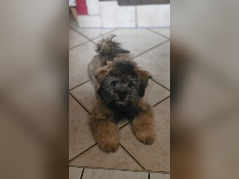 Bolonka - Zwergspitz Rüde, 12 Monate, EU Ausweis, gechipt, entwurmt, Stubenrein, Kinder gewöhnt