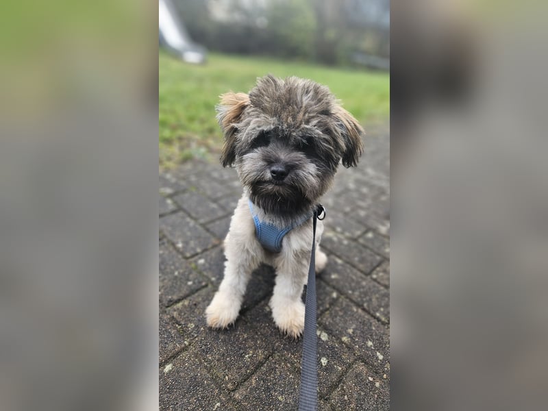 Bolonka - Zwergspitz Rüde, 12 Monate, EU Ausweis, gechipt, entwurmt, Stubenrein, Kinder gewöhnt