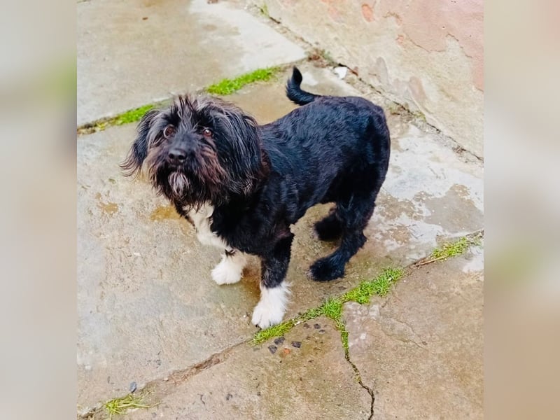 Unsere Familienhündin DAISY möchte endlich ihre eigene Familie haben!