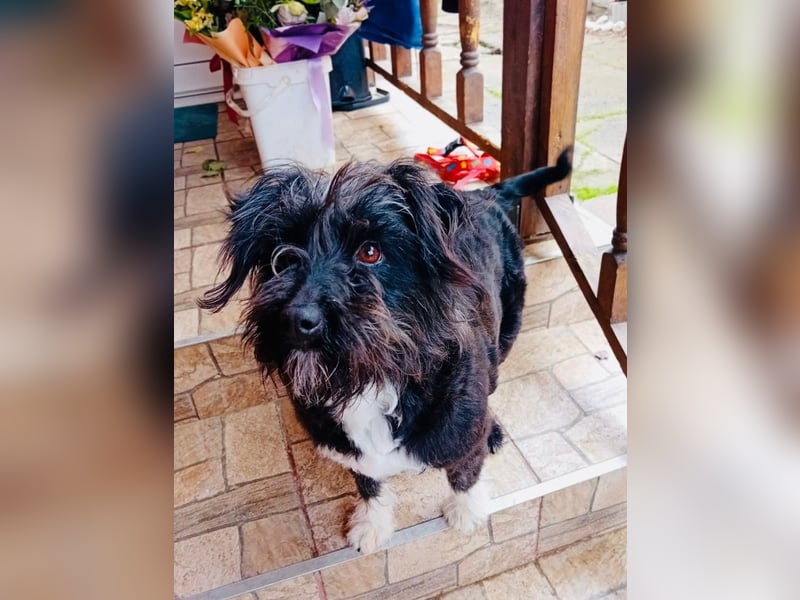 Unsere Familienhündin DAISY möchte endlich ihre eigene Familie haben!