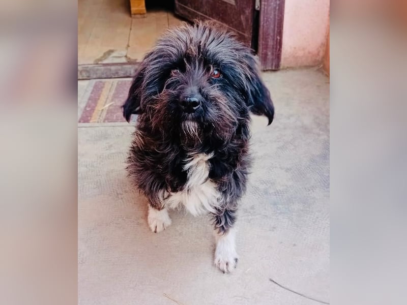 Unsere Familienhündin DAISY möchte endlich ihre eigene Familie haben!