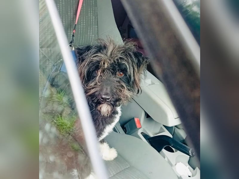 Unsere Familienhündin DAISY möchte endlich ihre eigene Familie haben!