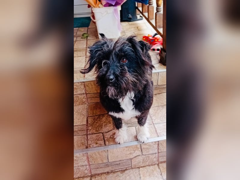 Unsere Familienhündin DAISY möchte endlich ihre eigene Familie haben!