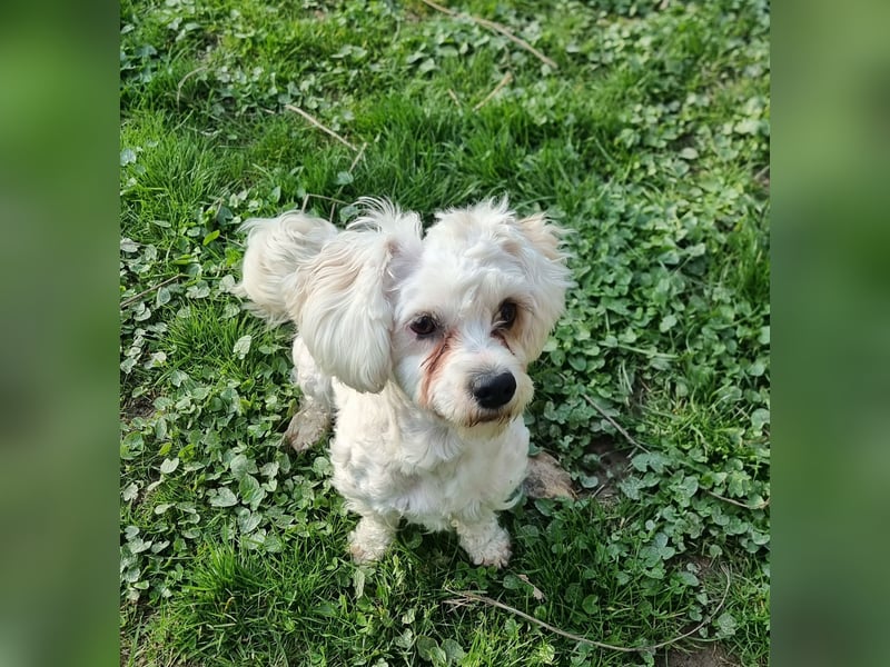 Rasse: Bolonka oder Pudel - Mischling Moniča