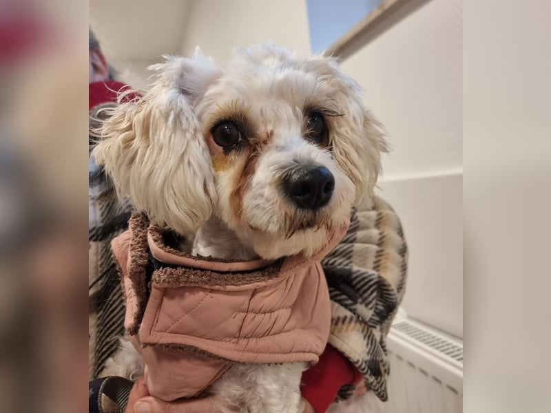 Rasse: Bolonka oder Pudel - Mischling Moniča