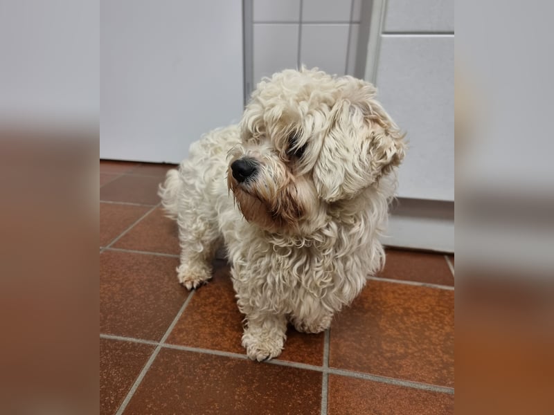 Rasse: Bolonka oder Pudel - Mischling Moniča