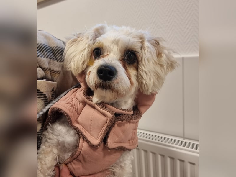 Rasse: Bolonka oder Pudel - Mischling Moniča