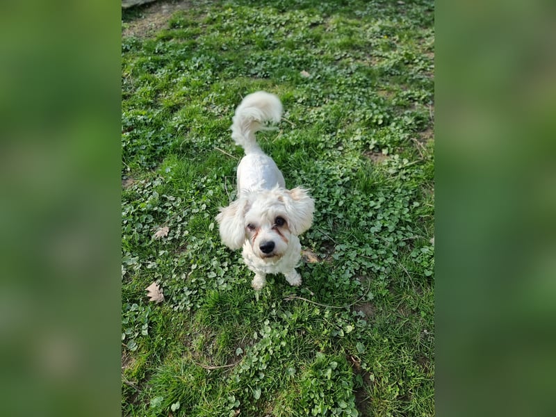 Rasse: Bolonka oder Pudel - Mischling Moniča