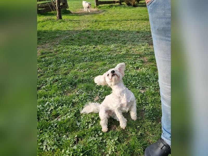 Rasse: Bolonka oder Pudel - Mischling Moniča