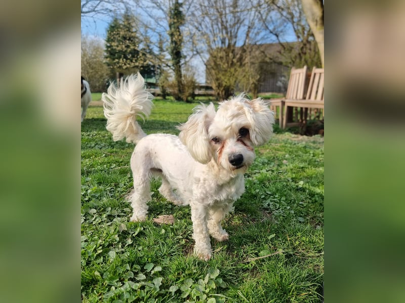 Rasse: Bolonka oder Pudel - Mischling Moniča