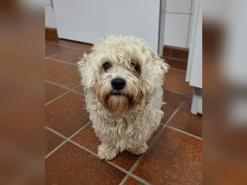 Rasse: Bolonka oder Pudel - Mischling Moniča