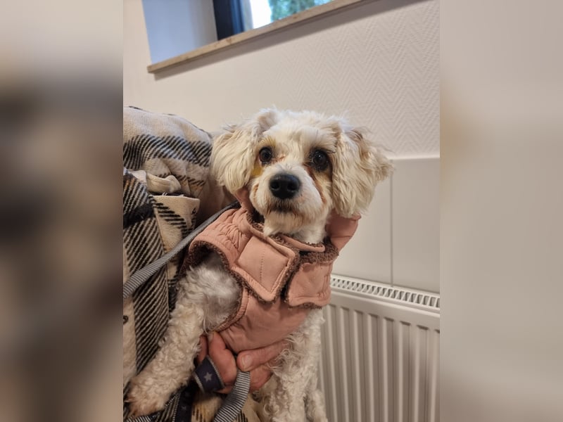 Rasse: Bolonka oder Pudel - Mischling Moniča